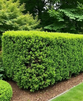 Hecke schneiden mit Verstand